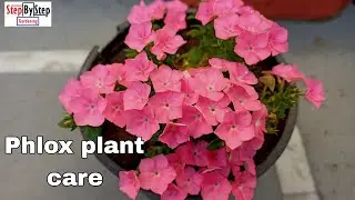 Phlox plant care and propagation//Care of Phlox  Drummondii