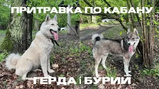 Притравка по кабану