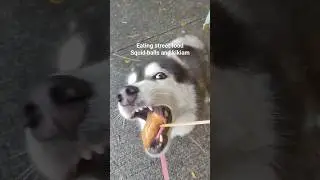 #husky