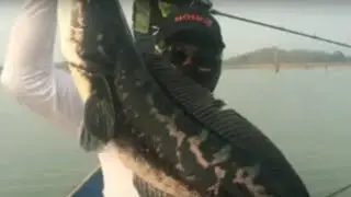 Ikan giant snakehead (TOMANG) monster mancing mania casting ikan terbesar