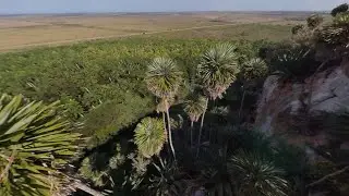 The Palms of Western Cuba (Hemithrinax, Copernicia, Coccothrinax etc.)