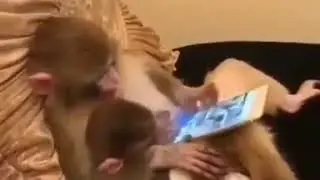 Обезьяна ковыряется в телефоне