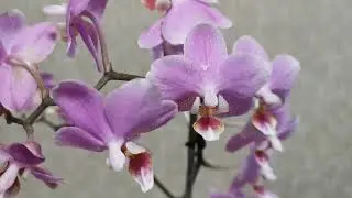Похвастушки! Две орхидеи в коллекцию.. 😍🦋