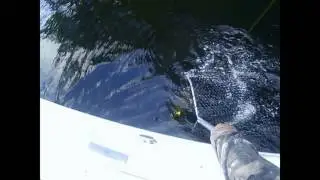 ATTACK OF THE BASS!!!!