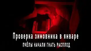 Середина января - похоже пчёлы начали растить расплод.