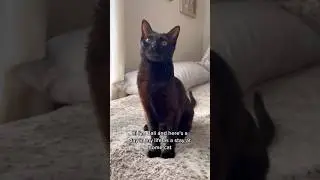 Life is better with the Litter-Robot 4😻 ​⁠ #catlover #petlover #litterrobot #kitten #catshorts #cat