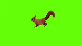 Right walking squirrel green screen।cartoon green screen। squirrel green screen। ostad animation