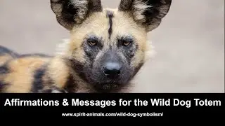 African Wild Dog Totem Messages and Affirmations