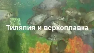 Тиляпия и верхоплавка