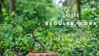 Reguler work on my Tamarind Bonsai  : Bonsai is an Art. So it needs Care ❤️