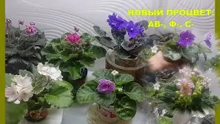Фиалки-новинки. Процветы АВ, Ф и С