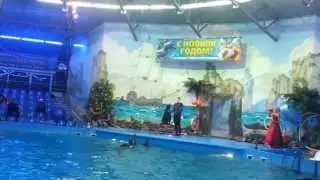 морской котик в цирке, акробатические трюки хорошо исполнил