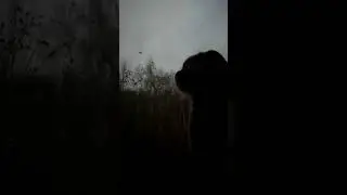 Незваные гости кота Базилио