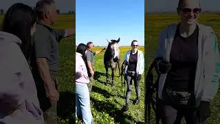 лошадь и девушки