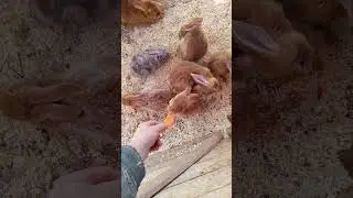 Зажрались!