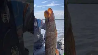 Отпускная щука почти на 5 кг 😂 