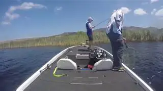 Missile Baits D Bomb - Weightless