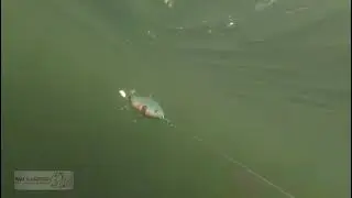 Prototyp Test Run . Softtailbait Germany 