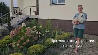 Гортензии в конце августа. Summer love, Polar bear, Metallica, Bobo, PAN, BJ, Fraise Melba и др.