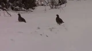 Куропатки в конце ноября...