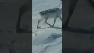 #shorts НЕ спи !!! А то съедят.