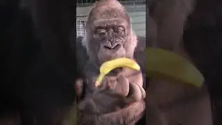 Everyones favourite female is enjoying her bananas! 