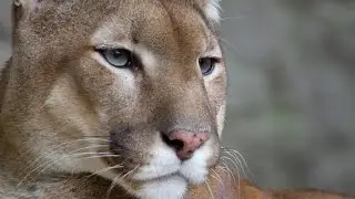 Cougar. Biology. Spoken article. From Wikipedia, the free encyclopedia