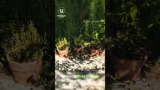 Take a tour through a secret garden in Unreal Engine 5! #UE5 #unrealengine #garden #nature