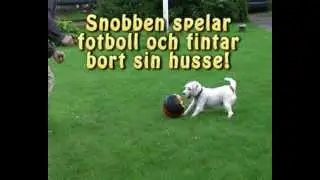Snobben sparkar boll.avi