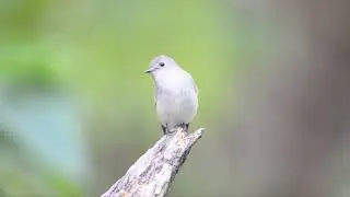 Toàn Nguyễn - Bài không tên số 5