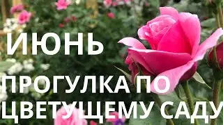 Июнь. Прогулка по цветущему саду.