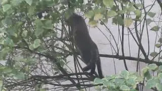Детство Кота Учёного из Лукоморья