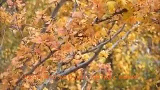 ОСЕНЬ. Группа "ДДТ" Юрий Шевчук