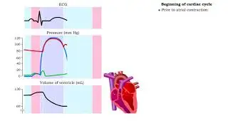 Five phases of cardiac cycle & Atrial contraction