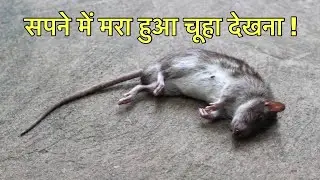 सपने में मरा हुआ चूहा देखने का मतलब । सपनों का अर्थ । sapne me chuha dekhna ।