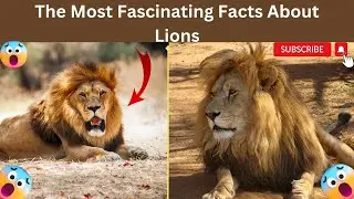 The Most Fascinating Facts About Lions | Unveiling the King of the Jungle