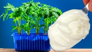 1 spoon and All Seedlings Get Fat Instantly! The best top dressing for seedlings of Tomatoes, Cucum