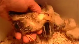 My Seramas Are Now From 9 to 11 Days Old