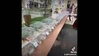 Канарейки-" дорогу осилит идущий"