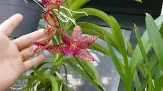 TOUR POR MI CASITA DE ORQUIDEAS.