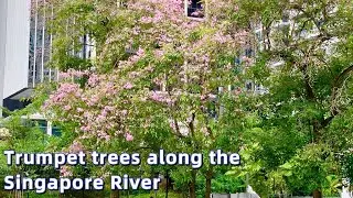 Trumpet Trees along the Singapore River