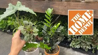 New Spring Houseplants Tour | June 2022