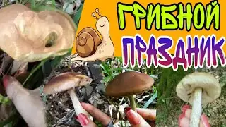 Собрала ГРИБЫ: ужину БЫТЬ 😅