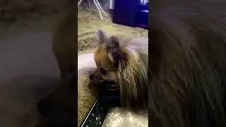 Пульт под охраной 😂 #tiktok #reaction #собака