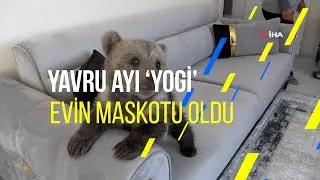 Yavru ayı ‘Yogi’ evin maskotu oldu