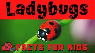 Ladybug Facts for Kids | Bug or Beetle ???