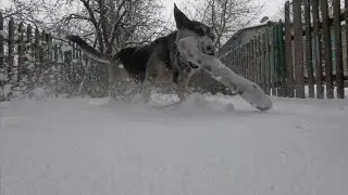 ЗИМА В ДЕРЕВНЕ!!! СНЕГ - РАДОСТЬ ДЛЯ СОБАКИ 🐕 !!! БОБА ВЕСЕЛИТСЯ