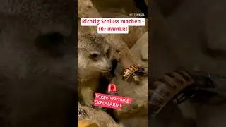 Kakalaken im Zoo