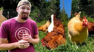 Should You FREE RANGE Your Chickens?