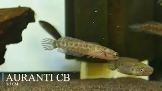 AURANTI CB 3-5CM